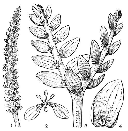 Рис. 10. Соцветия и цветки апоногетоновых. Апоногетон волнистый (Aponogeton undulatus): 1 - соцветие; 2 - цветок. Апоногетон двуколосый (A. distachyon): 3 - соцветие; 4 - цветок