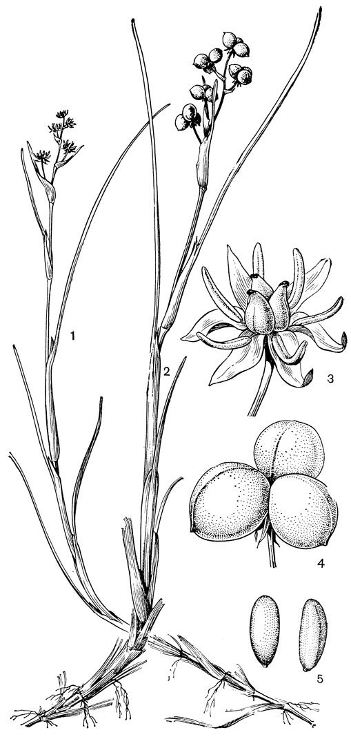 Рис. 11. Шейхцерия болотная (Scheuchzeria palustris): 1 - общий вид цветущего растения; 2 - общий вид плодоносящего растения; 3 - цветок; 4 - плод; 5 - семя