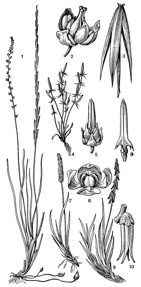 Рис. 12. Ситниковидные. Триостренник болотный (Triglochin palustre) 1 - общий вид; 2 - цветок; 3 - зрелый плод. Триострен ник капканный (Т. calcitrapa): 4 - общий вид; 5 - цветок; 6 - незрелый плод. Тетронциум магелланский (Tetroncium magellanicum): 7 - цветущий побег мужского растения; 8 - мужской цветок; 9 - цветущий побег женского растения; 10 - женский цветок