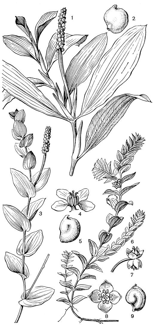Рис. 13. Рдестовые. Рдест блестящий (Potamogeton lucens): 1 - общий вид; 2 - плодик. Рдест пронзеннолистный (Р. perfoliatus): 3 - общий вид; 4 - цветок; 5 - плодик. Гренландия густолистная (Groenlandia densa): 6 - общий вид плодоносящего побега; 7 - соцветие из двух цветков; 8 - цветок; 9 - плодик
