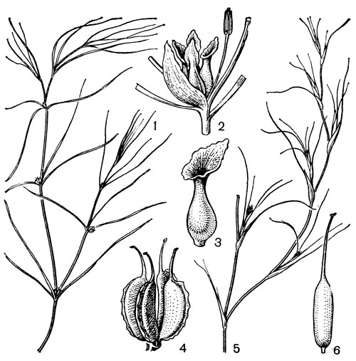 Рис. 16. Дзанникеллиевые. Дзанникеллия болотная (Zannichellia palustris): l - общий вид; 2 - часть растения с мужским и женским цветками; 3 - плодолистик с воронковидным рыльцем; 4 - плод. Альтения нитевидная (Althenia filiformis): 5 - общий вид; 6 - плодик