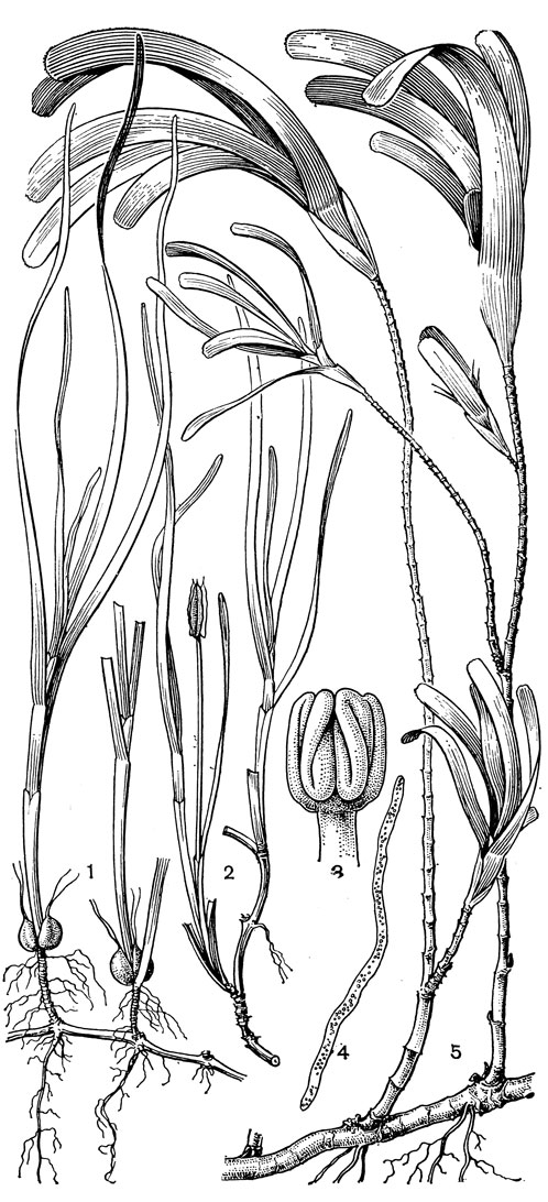 Рис. 17. Цимодоцеевые. Цимодоцея узловатая (Cymodocea nodosa): 1 - общий вид плодоносящего растения; 2 - общий вид растения с мужским цветком; 3 - сросшиеся пыльники; 4 - пыльцевое верно. Талассодендрон реснитчатый (Thalassodendron ciliatum): 5 - общий вид растения с женскими соцветиями