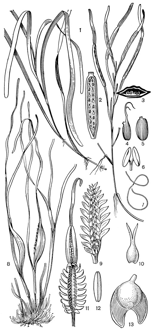 Рис. 18. Взморниковые. Взморник морской (Zostera marina): 1 - общий вид; 2 - соцветие с мужскими и женскими цветками; 3 - оно же на поперечном разрезе (видны сильно сплюснутая ось соцветия, заключенная в листовое влагалище, мужской и женский цветки); 4 - плод; 5 - семя; 6 - мужской цветок; 7 - пыльцевое зерно. Филлоспадикс Скулера (Phyllospadix scouleri): 8 - общий вид; 9 - соцветие с женскими цветками и рудиментами мужских цветков; 10 - женский цветок; 11 - соцветие с мужскими цветками; 12 - мужской цветок; 13 - плод