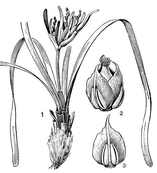 Рис. 19. Посидония океанская (Posidonia oceanica): 1 - общий вид; 2 - цветок; 3 - тычинка с нижней (наружной) стороны