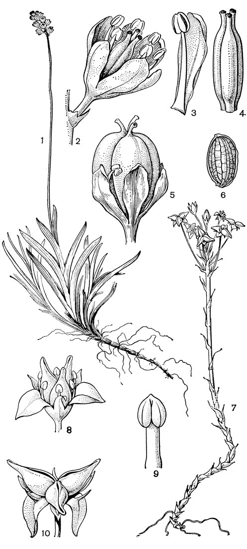 Рис. 24. Мелантиевые. Тофилдия крохотная (Tofieldia pusilla): 1 - общий вид; 2 - цветок; 3 - тычинка и сегмент околоцветника; 4 - гинецей; 5 - плод; 6 - семя. Петросавия звездчатая (Petrosavia stellaris): 7 - общий вид; 8 - цветок; 9 - тычинка; 10 - плод
