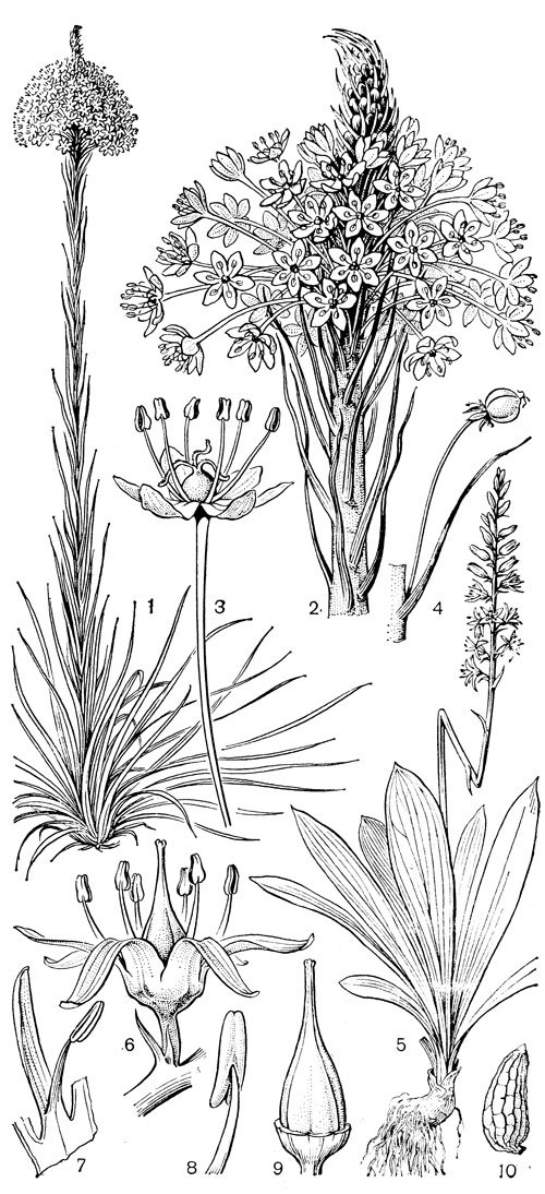 Рис. 26. Мелантиевые. Ксерофиллум прочный (Xerophyllum tenax): l - общий вид; 2 - соцветие; 3 - цветок; 4 - плод. Алетрис желто-зеленый (Aletris luteo-viridis): 5 - общий вид; 6 - цветок; 7 - тычинка с сегментом околоцветника; 8 тычинка; 9 - гинецей; 10 - семя
