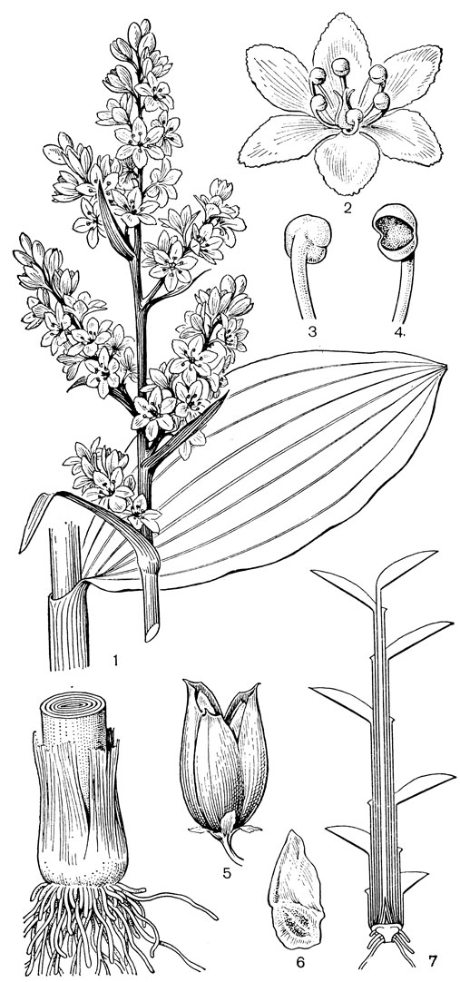 Рис. 30. Чемерица белая (Veratrum album): 1 - соцветие, лист и часть стебля; 2 - цветок; 3, 4 - тычинки; 5 - плод; 6 - семя; 7 - схема продольного разреза растения