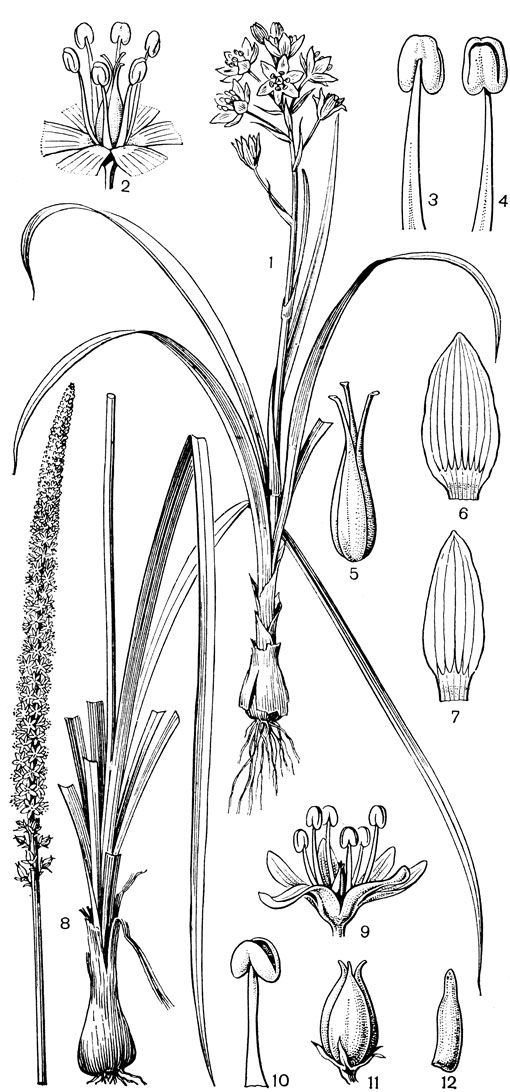 Рис. 31. Мелантиевые. Зигаденус Фремонта (Zigadenus fremontii): 1 - общий вид; 2 - цветок; 3, 4 - тычинки; 5 - гинецей; 6, 7 - сегменты околоцветника. Схенокаулон лекарственный (Schoenocaulon officinarum): 8 - общий вид; 9 - цветок; 10 - тычинка; 11 - плод; 12 - семя