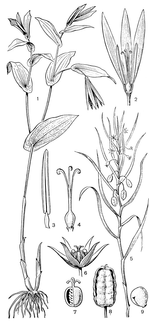 Рис. 32. Мелантиевые. Увулария крупноцветковая (Uvularia grandiflorа): 1 - общий вид; 2 - часть цветка; 3 - тычинка; 4 - гинецей. Ифигения Оливера (Iphigenia oliveri): 5 - верхняя часть растения; 6 - цветок; 7 - продольный разрез завязи; 8 - плод; 9 - семя