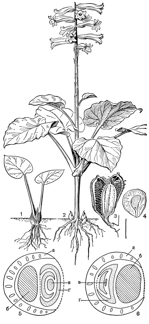 Рис. 38. Кардиокринум сердцевидный (Cardiocrinum cordatum) и два типа луковиц у лилейных: 1 - молодое (ювенильное) растение с луковицей; 2 - цветущее растение; 3 - плод; 4 - семя; 5 - моноподий (а - влагалище последнего внутреннего листа, б - цветонос, в - почка возобновления, г - зачаток первого листа почки); 6 - симподий (обозначения те же)