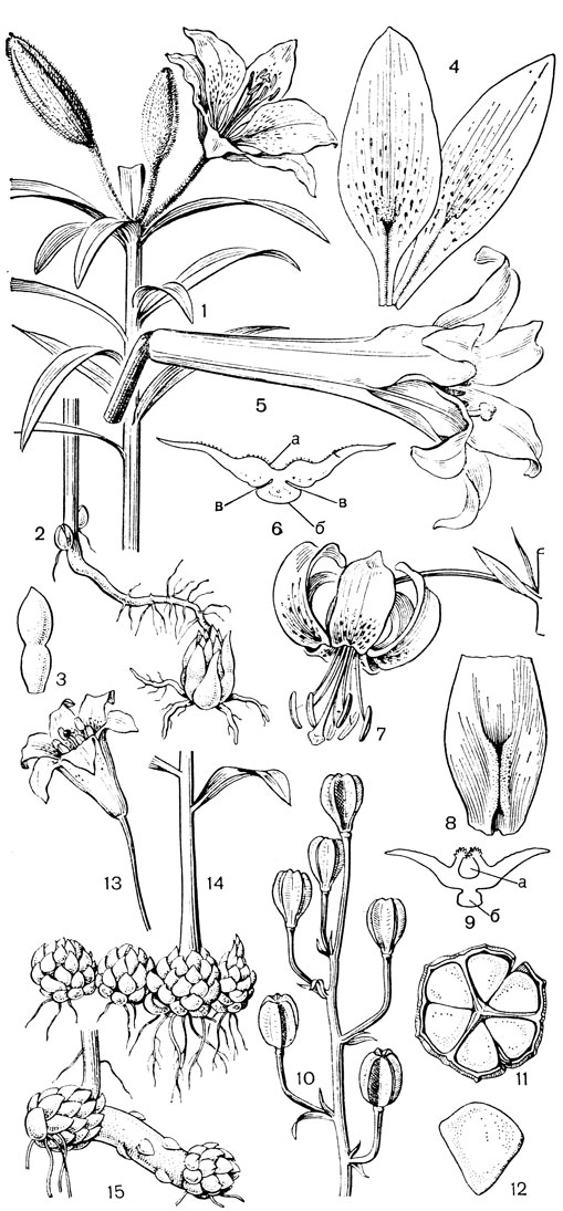 Рис. 39. Лилии. Лилия даурская (Lilium pensylvanicum): 1 - общий вид; 2 - подземная часть; 3 - чешуя луковицы; 4 - сегменты околоцветника. Лилия длинноцветковая (L. longiflorum): 5 - цветок; 6 - поперечный срез сегмента околоцветника в нижней части (а - нектарная канавка, б - вырост центральной жилки, в - выемки, куда плотно входят края наружных сегментов). Лилия кудреватая, или саранка (L. martagon): 7 - цветок; 8 - нижняя часть внутреннего сегмента с внутренней стороны, на которой находится нектарная канавка, прикрытая кожными складками; 9 - поперечный срез сегмента (обозначения те же); 10 - стебель с коробочками - 'канделябр'; 11 - поперечный разрез коробочки; 12 - семя. Лилия малая (L. parvum): 13 - цветок; 14 - плагиотропные луковицы. Лилия канадская (L. canadense): 15 - столон с замещающей луковицей