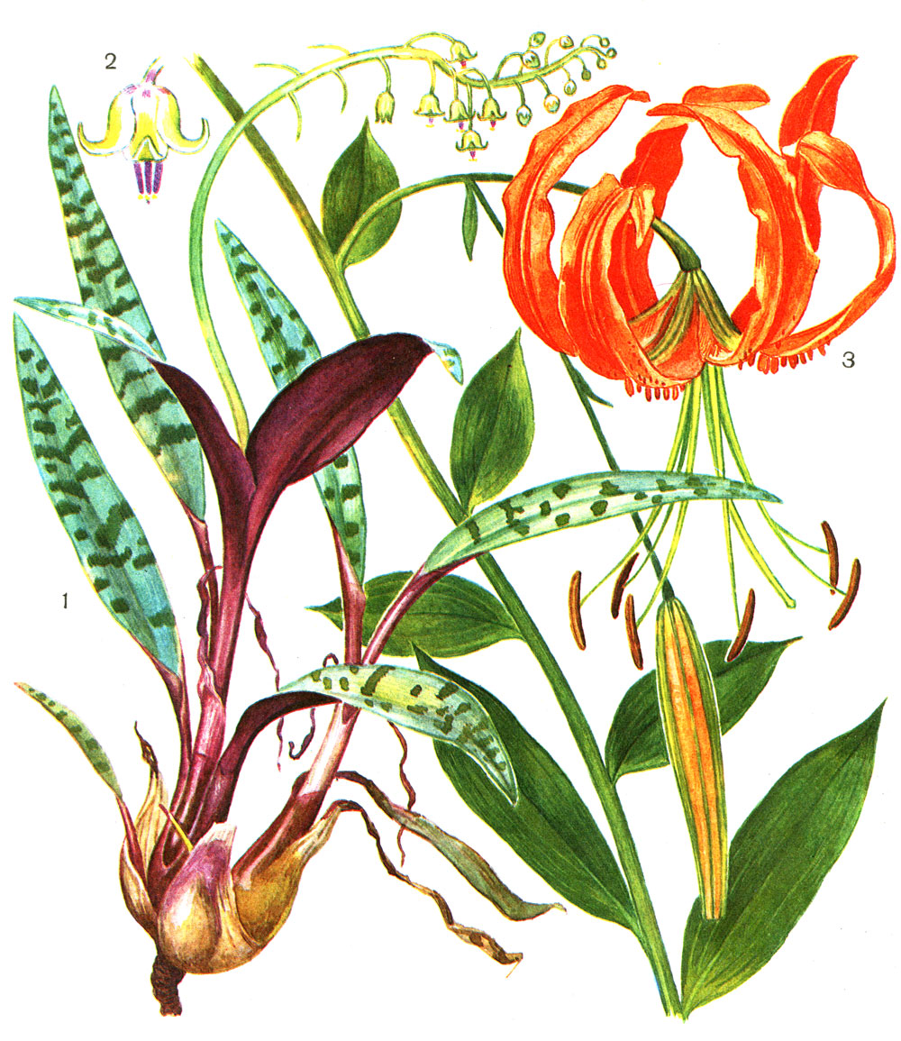 Таблица 4. Лилейные. Ледебурия общественная (Ledebouria socialis): 1 - общий вид растения; 2 - цветок. Лилия Генри (Lilium henryi): 3 - фрагмент соцветия