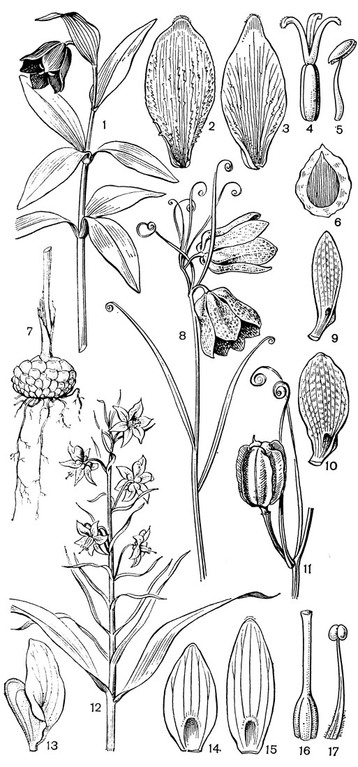 Рис. 40. Рябчики. Рябчик камчатский (Fritillaria camschatcensis): 1 - общий вид; 2 - внутренний сегмент; 3 - наружный сегмент; 4 - гинецей; 5 - тычинка; 6 - семя; 7 - луковица. Рябчик русский (F. ruthenica): 8 - соцветие с прицветными листьями; 9 - наружный сегмент; 10 - внутренний сегмент; 11 - коробочка. Рябчик Карелина (F. karelinii): 12	- соцветие; 13 - верхний наружный сегмент; 14 - боковой наружный сегмент; 15 - внутренний сегмент; 16 - гинецей; 17 - тычинка