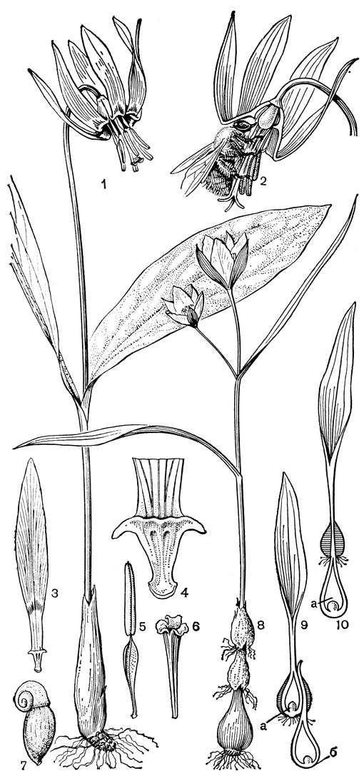 Рис. 41. Лилейные: триба тюльпановых. Кандык сибирский (Erythronium sibiricum): 1 - общий вид. Кандык японский (Е. japonicum): 2 - ксилокопа (Xylocopa appendiculata circumvolans), высасывающая нектар из цветка. Кандык сибирский: 3 - внутренний сегмент околоцветника; 4 - нижняя часть внутреннего сегмента с внутренней стороны с поперечной складкой, продолжающейся в ушковидные выросты; 5 - тычинка; 6 - столбик с рыльцем; 7 - семя с придатком. Тюльпан двуцветковый (Tulipa biflora): 8 - общий вид взрослого растения. Вегетативное размножение тюльпана (схема): 9, 10 - образование замещающей луковицы (а) и дочерней (б), разные варианты