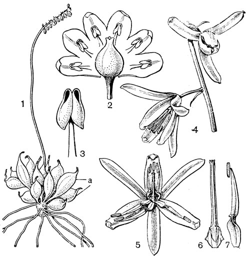 Рис. 44. Лилейные: триба пролесковых. Радамантус однобокий (Rhadamanthus secundus): 1 - общий вид (а чешуи луковицы); 2 - цветок в разрезе; 3 - тычинка. Альбука ангольская (Albuca angolensis): 4 - фрагмент соцветия; 5 - расправленный цветок, видны неправильно расположенные тычинки; 6 - гинецей; 7 - тычинка