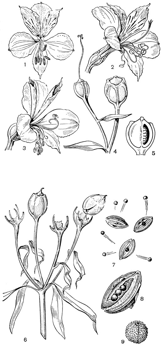 Рис. 47. Альстрёмерия золотистая (Alstroemeria aurantiaca): 1 - только что раскрывшийся цветок; 2 - он же в стадии вскрывания пыльников; 3 - он же после опыления; 4 - молодой плод; 5 - продольный разрез плода; 6 - созревшие плоды; 7 - распавшиеся гнезда плода с семенами; 8 - общий вид гнезда плода с семенами; 9 - семя