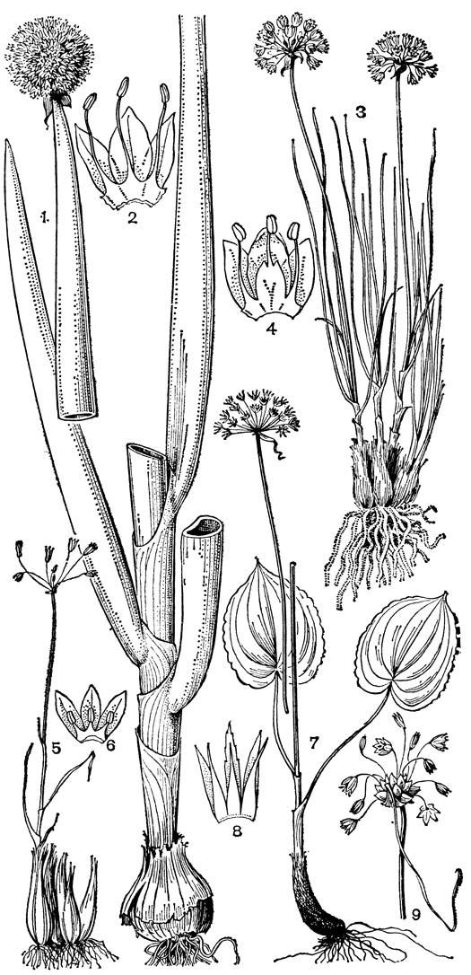 Рис. 48. Луковые. Лук алтайский (Allium altaicum): 1 - общий вид; 2 - сегменты околоцветника с тычинками. Лук многокорневой (A. polyrhizum): 3 - общий вид; 4 - сегменты околоцветника с тычинками. Лук щетинолистный (А. setifolium): 5 - общий вид; 6 - сегменты околоцветника с тычинками. Лук функиелистный (A. funkiifolium): 7 - общий вид; 8 - сегменты околоцветника с тычинками. Лук огородный (A. oleraceum): 9 - соцветие с луковичками при основании цветоножек и длинным листочком покрывала