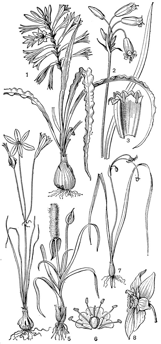 Рис. 50. Луковые. Гесперокаллис волнистый (Hesperocallis undulata): 1 - общий вид. Бродиея ярко-красная (Brodiaea coccinea): 2 - цветонос с соцветием; 3 - сегменты околоцветника с тычинками и чередующимися с ними стаминодиями. Милла двуцветковая (Milla biflora): 4 - общий вид. Милула колосистая (Milula spicata): 5 - общий вид; 6 - цветок в развернутом виде. Гилисия злаковая (Gilliesia graminea): 7 - общий вид; 8 - цветок с привенчиком при основании сегментов околоцветника
