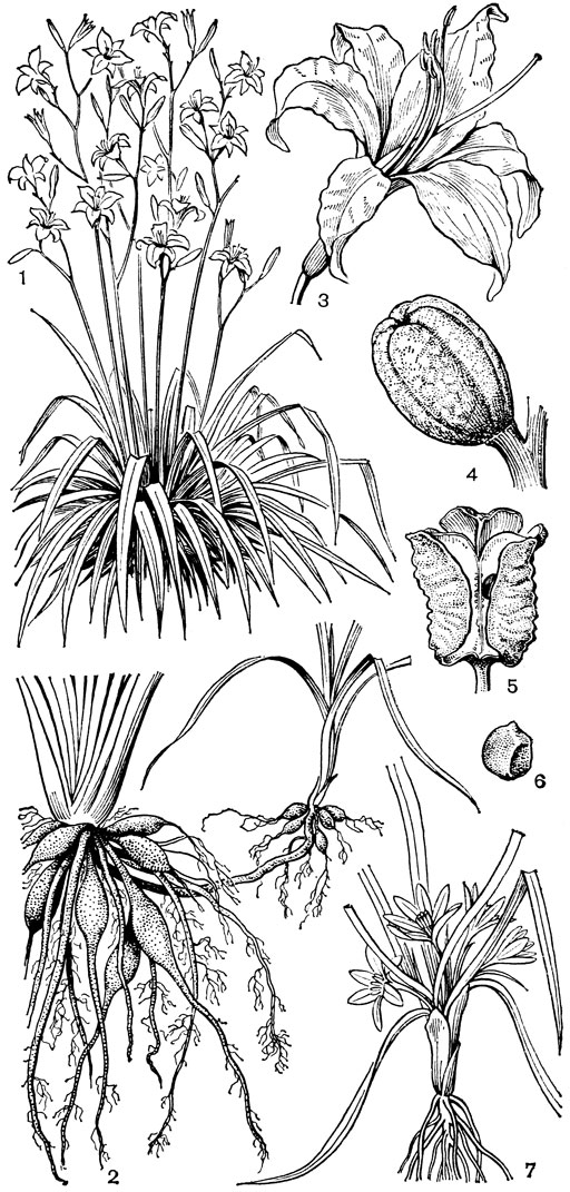 Рис. 51. Гемерокаллисовые. Гемерокаллис рыжии (Hemerocallis fulva): 1 - общий вид; 2 - корневище с клубневидно утолщенными корнями и ползучими побегами, с помощью которых растение вегетативно размножается; 3 - цветок; 4 - коробочка. Гемерокаллис желтый (Н. lilio-asphodelus): 5 - раскрывшаяся коробочка; 6 - семя. Левкокринум горный (Leucocrinum montanum): 7 - общий вид