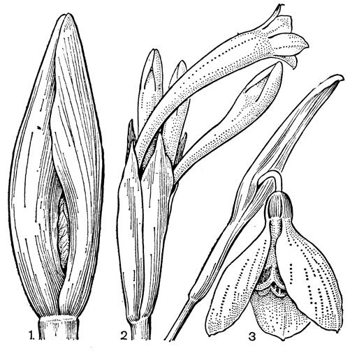 Рис. 53. Характер покрывала у амариллисовых: 1 - гиппеаструм дворцовый (Hippeastrum aulicum) с покрывалом из двух свободных прицветников; 2 - циртантус желто-белый (Cyrtanthus ochroleucum) с покрывалом из нескольких свободных прицветников; 3 - подснежник Воронова (Galanthus woronowii) с покрывалом из двух сросшихся прицветников