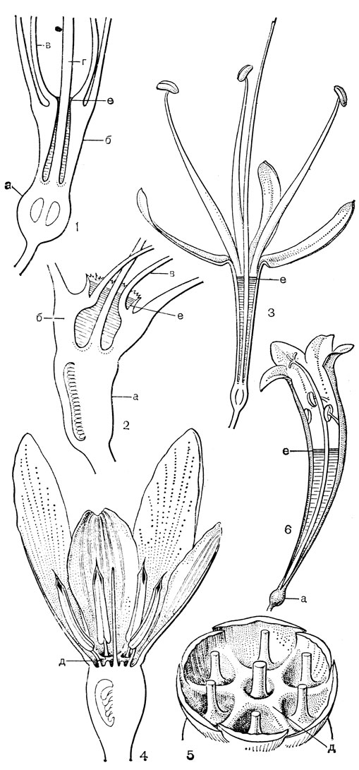 Рис. 55. Нектарники амариллисовых: 1 - кливия благородная (Clivia nobilis); 2 - гиппеаструм дворцовый (Hippeastrum aulicum); 3 - гемантус Екатерины (Наеmanthus katharinae); 4 - подснежник киликийский (Galanthus cilicicus); 5 - он же, часть нектарного диска (тычинки и столбик обрезаны); 6 - циртантус Макована (Cyrtanthus makowanii) (а - завязь, б - трубка околоцветника, в - тычинки, г - столбик, д - нектароносная ткань, е - увеличено, ж - уровень нектара в трубке околоцветника)