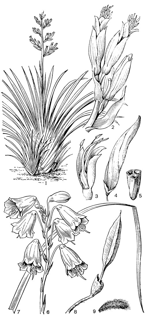 Рис. 58. Формиевые. Формиум прочный, или новозеландский лен (Phormium tenax): 1 - общий вид растения с соцветием; 2 - ветвь соцветия; 3 - цветок (удалены 3 сегмента околоцветника и 3 тычинки). Формиум Кука (P. cookianum): 4-5 - плод. Блендфордия крупноцветковая (Blandfordia grandiflora): 6 - соцветие; 7 - лист; 8 - плод; 9 - семя