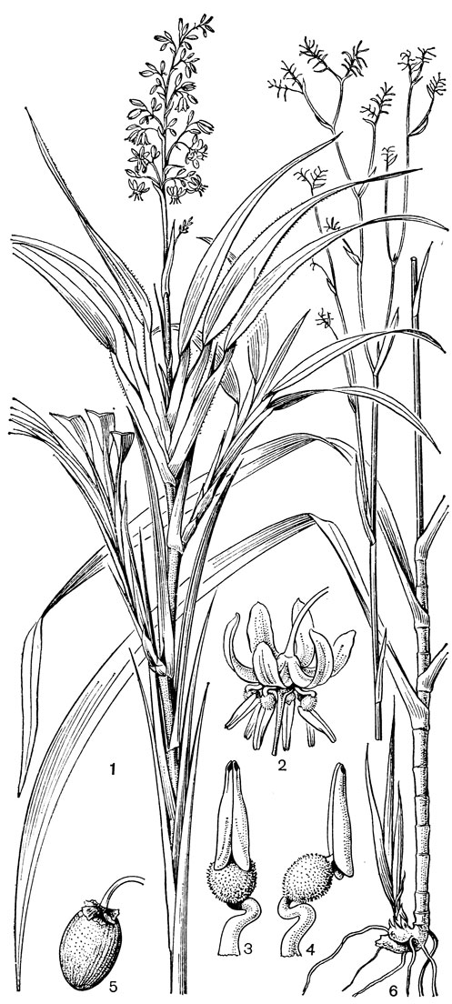 Рис. 59. Формиевые. Дианелла голубая (Dianella caerulea): 1 - верхняя часть растения; 2 - цветок; 3-4 - тычинка; 5 - плод. Дианелла дубравная (D. nemorosa): 6 - общий вид цветущего растения