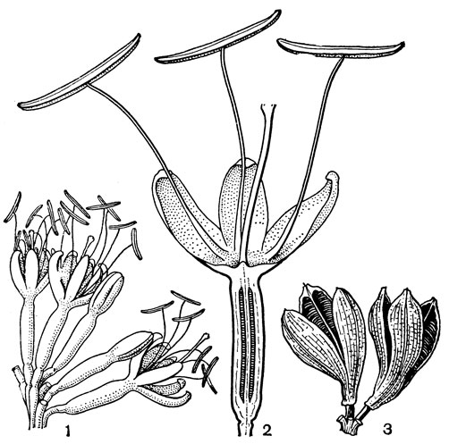 Рис. 60. Агава восковая, подвид почти восковая (Agave cerulata subsp. subcerulata): 1 - пучок цветков боковой ветви соцветия; 2 - продольный разрез цветка; 3 - плоды