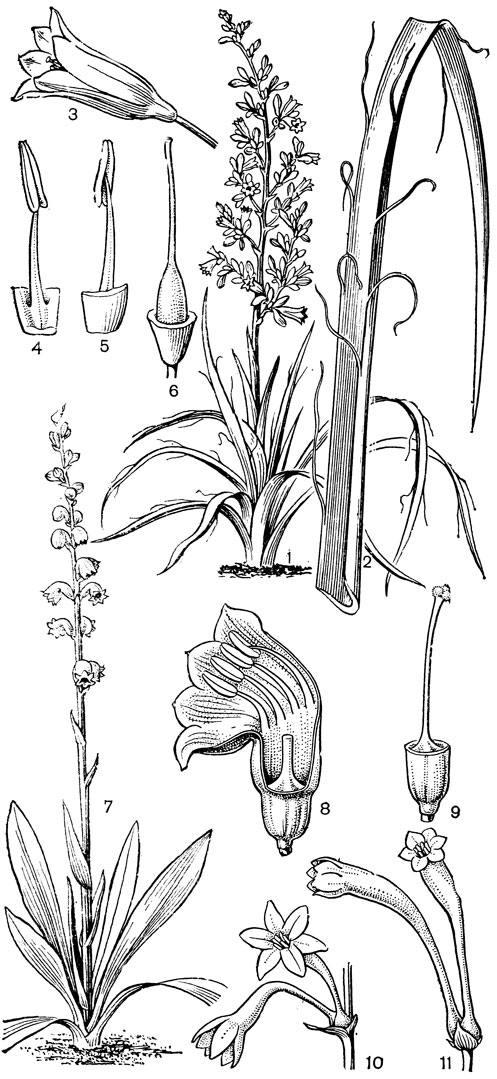 Рис. 62. Агавовые. Геспералоэ мелкоцветковое (Hesperaloe parviflora): 1 - общий вид; 2 - лист; 3 - цветок; 4, 5 - тычинка; 6 - гинецей. Прохниантес Балла (Prochnyanthes bulliana): 7 - общий вид; 8 - цветок с удаленным столбиком и частью околоцветника; 9 - гинецей. Полиантес дурангийский (Polianthes durangensis): 10 - цветки. Полиантес болотный (P. palustris): 11 - цветки