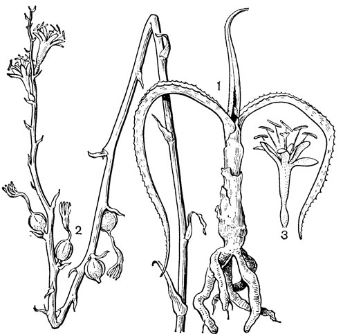 Рис. 61. Манфреда многопятнистая (Manfreda maculosa): 1 - общий вид; 2 - соцветие; 3 - цветок