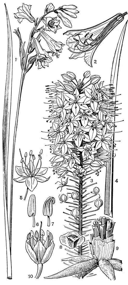 Рис. 64. Асфоделовые. Парадизея лилиевидная (Paradisea liliastrum): 1 - цветонос с соцветием и лист; 2 - продольный разрез цветка. Эремурус Ольги (Eremurus olgae): 3 - верхняя часть соцветия; 4 - лист; 5 - цветок; 6 - тычинка (на связнике видна ямка, в которую входит тычиночная нить); 7 - тычинка с раскрывшимся пыльником; 8 - семя с крыловидным ариллусом; 9 - нижняя часть растения с утолщенными мясистыми корнями. Эремурус бурый (Е. fuscus): 10 - цветок