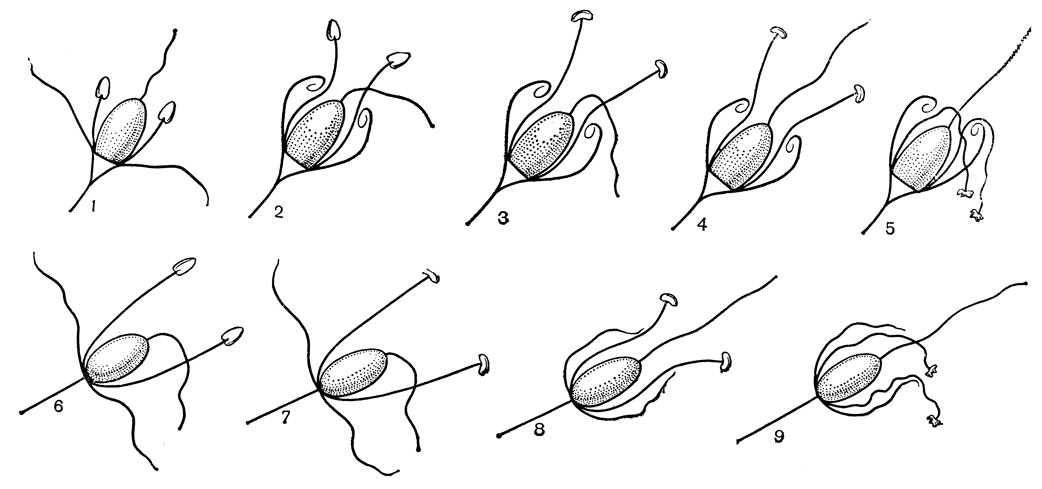 Рис. 65. Схематическое изображение фаз цветения эремурусов. Эремурус замечательный (Eremurus spectabilis) и эремурус гималайский (Е. himalaicus): 1, 6 - бесполая фаза; 2, 3, 7 - мужская фаза; 4, 8 - обоеполая фаза; 5, 9 - женская фаза