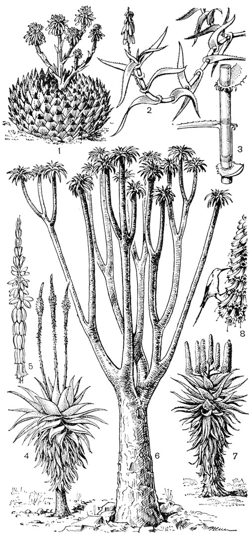 Рис. 69. Виды алоэ. Алоэ многолистное (Aloe polyphylla): 1 - общий вид. Алоэ реснитчатое (A. ciliaris): 2 - ветвь с соцветием; 3 - часть стебля с двумя влагалищами листьев (нижнее - в продольном разрезе) и основаниями листовых пластинок (по краю верхнего влагалища видны реснички). Алоэ хохолковое (A. comosa): 4 - общий вид; 5 - часть соцветия, раскрывшиеся цветки и молодые бутоны прижаты к его оси, а цветки, находящиеся между ними, отклонены от оси, образуя как бы хохолок. Алоэ Пиланса (A. pillansii): 6 - общий вид. Алоэ неустрашимое (A. ferox): 7 - общий вид (ствол скрыт за увядшими листьями); 8 - часть соцветия с сидящей на нем нектарницей, пьющей из цветков нектар