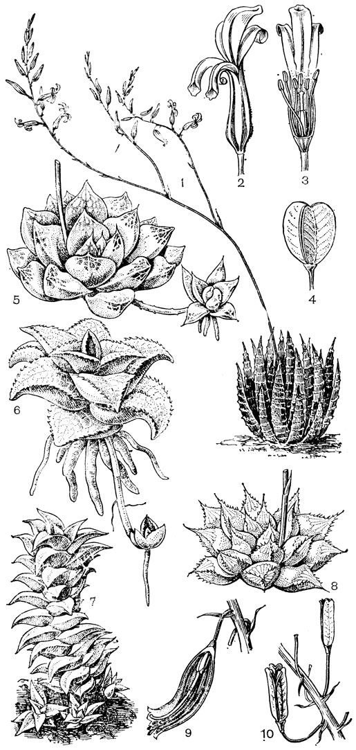 Рис. 71. Асфоделовые. Хавортия полосатая (Haworthia fasciata): 1 - общий вид; 2 - цветок; 3 - цветок в разрезе (3 сегмента околоцветника удалены); 4 - плод. Хавортия ладьевидная (Н. cymbiformis): 5 - розетка взрослого растения со столоном, несущим дочернюю розетку. Хавортия шахматная (Н. tesselata): 6 - розетка с корнями и столоном с дочерней розеткой. Хавортия извилистая (Н. tortuosa): 7 - взрослая и молодые розетки. Хавортия волосконосная (Н. pilifera): 8 - общий вид. Гастерия двурядная (Gasteria disticha): 9 - цветок в разрезе (ориентирован косо вниз); 10 - коробочки (ориентированы вверх)