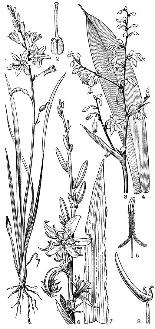 Рис. 73. Асфоделовые. Антерикум обыкновенный (Anthericum liliago): 1 - общий вид; 2 - гинецей (на верхушке завязи видны капельки нектара, выделившиеся из септальных нектарников). Артроподиум усиконосный (Arthropodium cirrhatum): 3 - соцветие (цветоножки в верхней половине белые, похожие на трубку околоцветника); 4 - лист; 5 - тычинка (от пыльника отходят два волосистых придатка). Диурантера большая (Diuranthera major): 6 - верхняя часть соцветия с бутонами, цветками и плодами; 7 - лист; 8 - тычинка (на пыльнике два придатка)