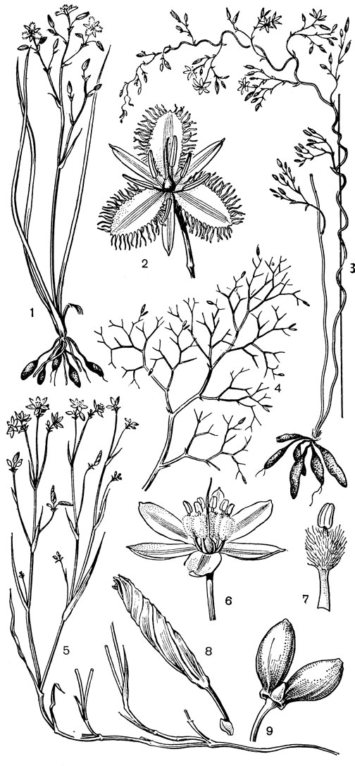 Рис. 74. Асфоделовые. Тизанотус клубневой (Thysanotus tuberosus): 1 - общий вид; 2 - цветок с цветоножкой. Тизанотус Патерсона (Т. patersonii): 3 - общий вид. Тизанотус колюченосный (Т. spiniger): 4 - часть соцветия. Tрикорина высокая (Tricoryne elatior): 5 - общий вид; 6 - цветок; 7 - тычинка; 8 - скрученный (после отцветания) околоцветник; 9 - плод
