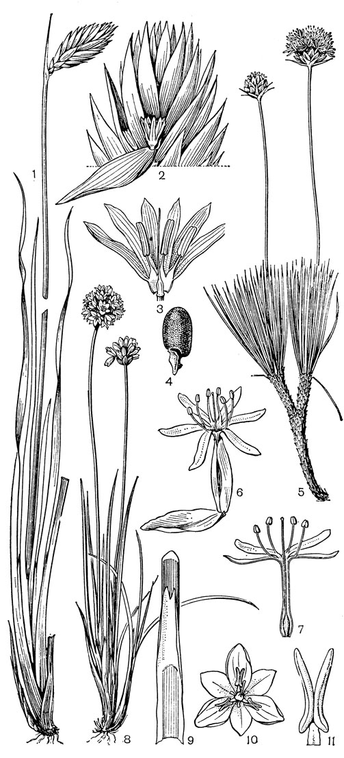 Рис. 75. Асфоделовые. Джонсония обыкновенная (Johnsonia lupulina): 1 - общий вид; 2 - верхняя часть соцветия с отогнутым прицветником (виден сидящий в его пазухе цветок с прицветничком); 3 - цветок в разрезе; 4 - семя с элайосомой. Бория северная (Borya septentrionalis): 5 - общий вид; 6 - цветок с отогнутым прицветником и окружающим трубку околоцветника прицветничком; 7 - продольный разрез цветка. Совербея ситниковая (Sowerbaea juncea): 8 - общий вид; 9 - часть листа (на границе влагалища и пластинки расположен длинный язычок); 10 - цветок; 11 - тычинка