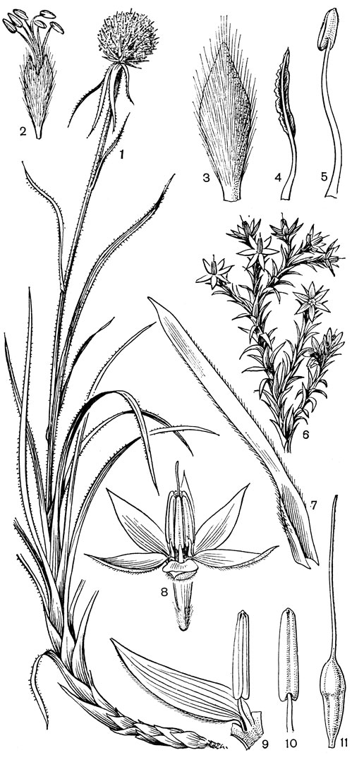 Рис. 78. Ксанторреевые. Дазипогон бромелиелистный (Dasypogon bromeliifolius): 1 - общий вид; 2 - цветок; 3 - сегмент внешнего круга околоцветника; 4 - сегмент внутреннего круга околоцветника; 5 - тычинка. Калектазии синецветковая (Calectasia cyanea): 6 - цветущая ветвь; 7 - лист; 8 - цветок; 9 - часть цветка с сегментом околоцветника и тычинкой; 10 - тычинка; 11 - гинецей