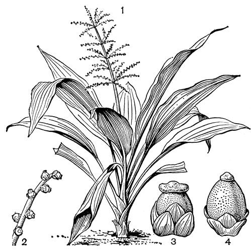 Рис. 80. Гангуана малайская (Hanguana malayana): 1 - общий вид; 2 - часть соцветия; 3 - женский цветок; 4 - плод