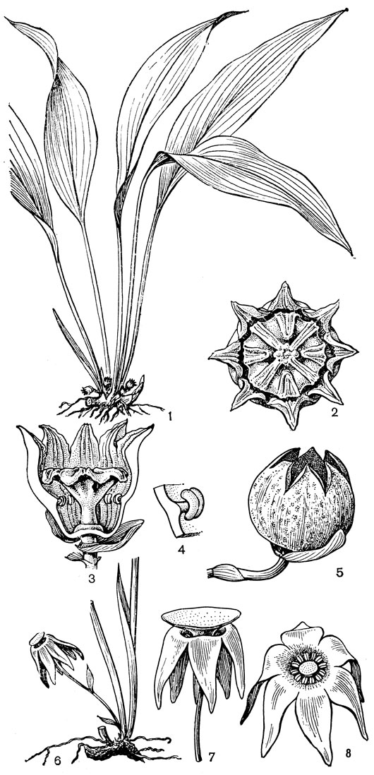 Рис. 81. Спаржевые. Аспидистра высокая (Aspidistra elatior): 1 - общий вид; 2 - цветок (вид сверху); 3 - продольный разрез цветка; 4 - тычинка. Аспидистра типичная (A. typica): 5	- бутон. Эврардиелла двенадцатитычиночная (Evrardiella dodecandra): 6 - нижняя часть растения; 7 - цветок (вид сбоку); 8 - цветок