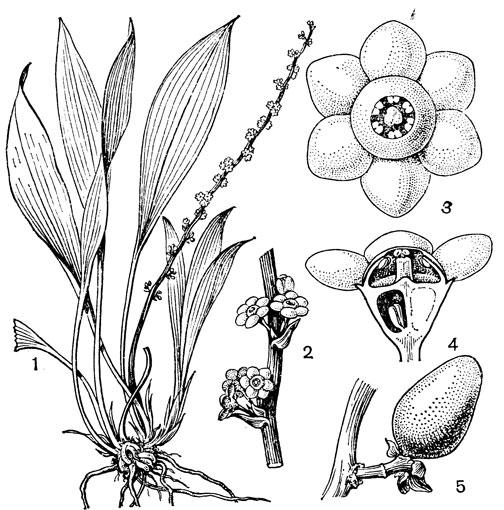 Рис. 82. Пелиосантес тэта (Peliosanthes teta): 1 - общий вид; 2 - часть соцветия; 3 - цветок (вид сверху); 4 - разрез цветка; 5 - плод