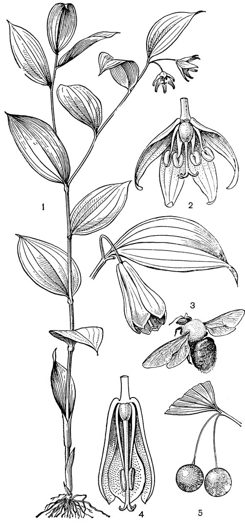 Рис. 84. Диспорум (Disporum). Диспорум зеленоватый (D. viridescens): 1 - общий вид; 2 - цветок. Диспорум сидячий (D. sessile) 3 - цветок с опылителем - пчелой из рода ксилокопа (Xylo сора); 4 - продольный разрез цветка; 5 - плоды