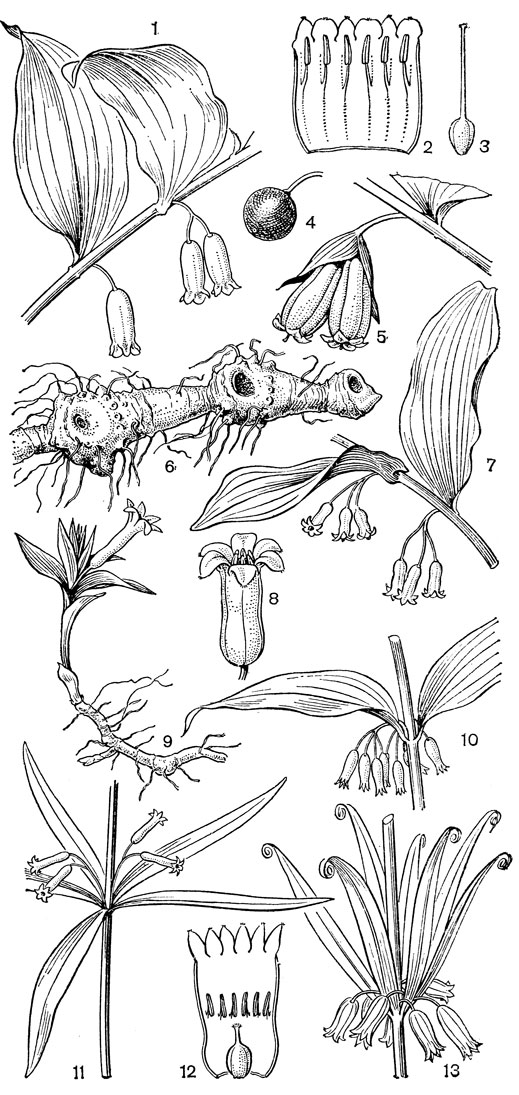 Рис. 85. Купена (Polygonatum). Купена душистая (P. odoratum): 1 - часть соцветия; 2 - развернутый венчик (без гинецея); 3 - гинецей; 4 - плод. Купена обертковая (P. involucratum): 5 - часть соцветия. Купена многоцветковая (P. multiflorum): 6 - корневище. Купена обильноцветковая (P. polyanthemum): 7 - часть соцветия; 8 - цветок. Купена Xукера (P. hookeri): 9 - общий вид. Купена супротивнолистная (P. oppositifolium): 10 - часть соцветия. Купена розовая (P. roseum): 11 - часть соцветия; 12 - развернутый венчик. Купена Кинга (P. kingianum): 13 - часть соцветия
