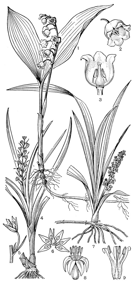 Рис. 87. Спаржевые. Ландыш майский (Convallaria majalis): 1 - общий вид; 2 - цветок; 3 - продольный разрез цветка. Теропогон бледный (Theropogon pallidus): 4 - общий вид; 5 - цветок с прицветником; 6 - раскрытый цветок. Рейнекея мясо-красная (Reineckea carnea): 7 - общий вид; 8 - щеток; 9 - продольный разрез цветка
