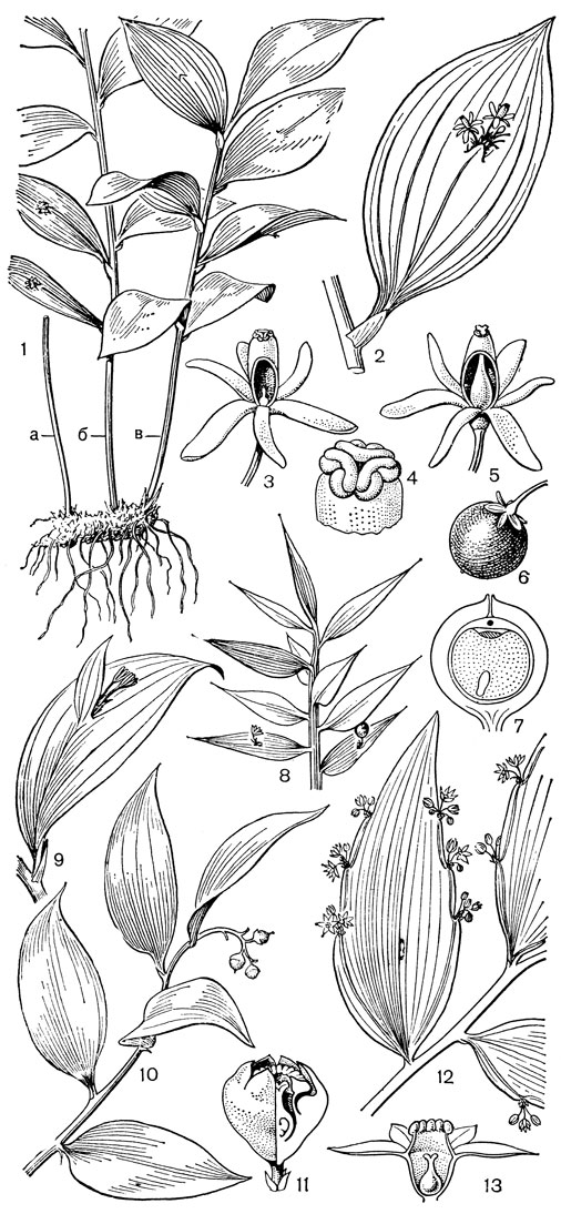 Рис. 88. Спаржевые. Иглица колхидская (Rusous colchicus): 1 - общий вид трехлетнего растения (а - побег 3-го года, б - побег 2-го года, в - побег 1-го года); 2 - филлокладий в пазухе чешуйчатого листа; 3 - мужской цветок; 4 - пыльники и верхняя часть трубки; 5. - женский цветок; 6 - плод; 7 - разрез плода. Иглица понтийская (R. ponticus): 8 - часть ветки. Иглица подъязычная (R. hypoglossum): 9 - филлокладий в пазухе чешуйчатого листа. Даная ветвистая (Dаnаё racemosa): 10 - часть ветки с филлокладиями и плодами; 11 - цветок, часть околоцветника удалена. Семела двуполая (Semele androgyna): 12 - часть ветки с цветками; 13 - цветок в продольном разрезе