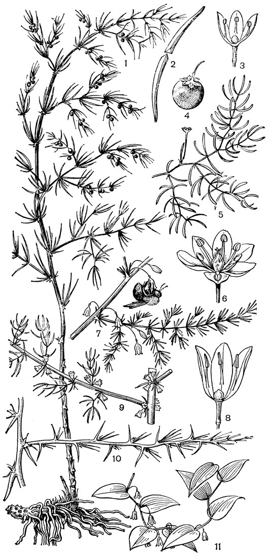 Рис. 89. Спаржа (Asparagus). Спаржа мутовчатая (A. verticillatus): 1 - общий вид растения с плодами; 2 - филлокладий; поперечный разрез; 3 - продольный разрез мужского цветка; 4 - плод. Спаржа цепляющаяся (A. scandens): 5 - часть растения; 6 - цветок. Спаржа прибрежная (A. litoralis): 7 - часть растения и опылитель - шмель; 8 - продольный разрез мужского цветка. Спаржа шобериевидная (А. schoberioides): 9 - часть растения с цветками. Спаржа Пуассона (A. poissonii): 10 - часть растения. Спаржа спаржевидная (A. asparagoides): 11 - часть растения