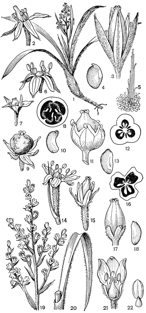Рис. 90. Драценовые. Астелия альпийокая (Astelia alpina): l - общий вид; 2 - мужской цветок; 3 - женский цветок; 4 - семя; 5 - чешуйка (с нижней поверхности листа). Астелия Соландерa (A. solanderi): 6 - мужской цветок; 7 - женский цветок; 8 - поперечный разрез завязи; 9 - молодой плод; 10 - семя. Астелия жилковатая (A. nervosa): 11 - женский цветок; 12 - поперечный разрез завязи; 13 - семя. Астелия карликовая (A. pumila): 14 - мужской цветок; 15 - женский цветок; 16 - поперечный разрез завязи; 17 - плод; 18 - семя. Миллигания длиннолистная (Milligania longifolia): 19 - часть соцветия; 20 - лист; 21 - продольный разрез цветка; 22 - тычинка