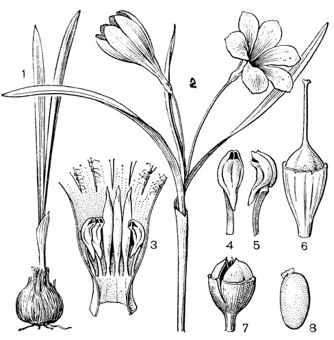 Рис. 97. Текофилея цианокрокус (Tecophilaea суаnоcrocus): 1, 2 - общий вид; 3 - цветок в развернутом виде; 4, 5 - тычинки; 6 - гинецей; 7 - плод; 8 - семя