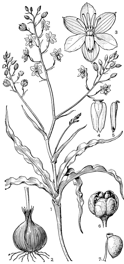 Рис. 95. Цианелла капская (Cyanella capensis): 1 - часть растения; 2 - луковица; 3 - цветок; 4, 5 - тычинки; 6 - плод; 7 - семя
