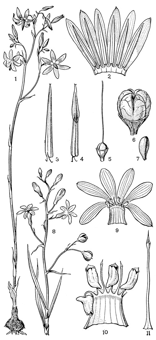 Рис. 96. Текофилеевые. Конантера двулистная (Conanthera bifolia): 1 - общий вид растения; 2 - часть цветка в развернутом виде; 3, 4 - тычинка; 5 - гинецей; 6 - плод; 7 - семя. Зефира прелестная (Zephyra amoena): 8 - часть растения; 9, 10 - часть цветка в развернутом виде; 11 - стерильная тычинка